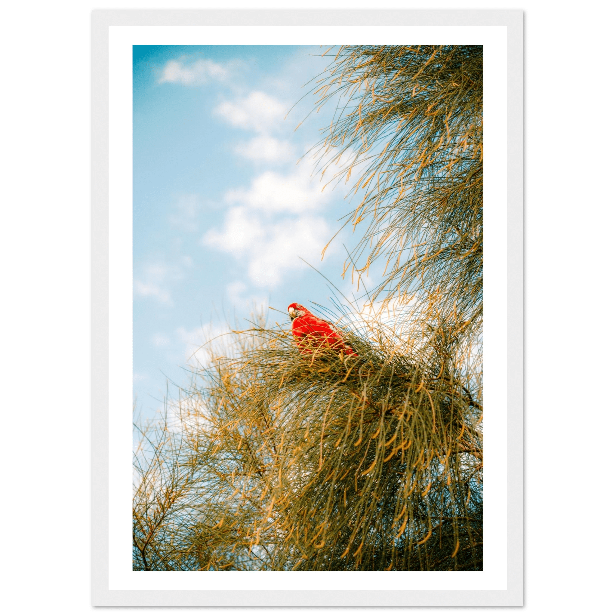 Wall_art - cjlcaptures